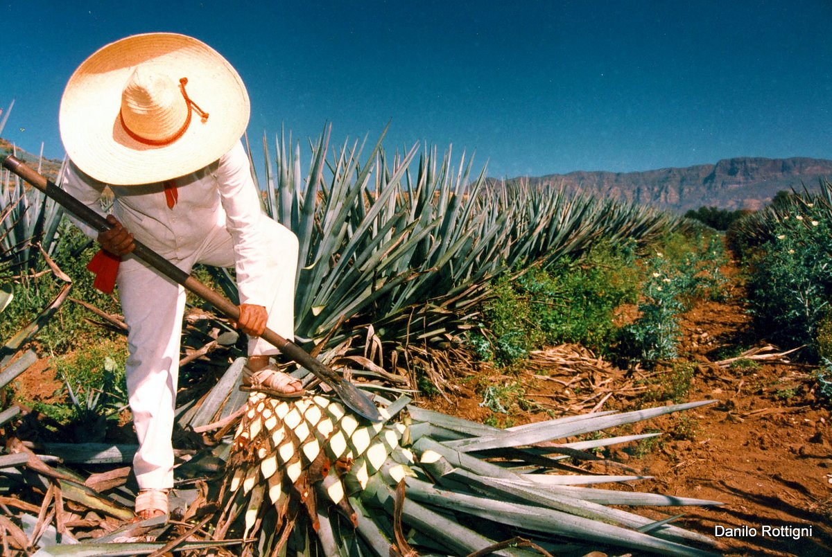 jimador-jima-agave-azul-tequila-001